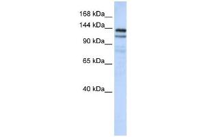 NOMO1 antibody used at 1 ug/ml to detect target protein. (NOMO1 antibody  (C-Term))