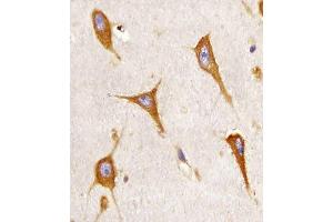 (ABIN6243055 and ABIN6577107) staining B in human brain sections by Immunohistochemistry (IHC-P - paraformaldehyde-fixed, paraffin-embedded sections).