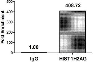 Chromatin Immunoprecipitation Hela (4*10 6 , treated with 30 mM sodium butyrate for 4h) were treated with Micrococcal Nuclease, sonicated, and immunoprecipitated with 8 μg anti-HIST1H2AG (ABIN7139178) or a control normal rabbit IgG. (HIST1H2AG antibody  (acLys36))