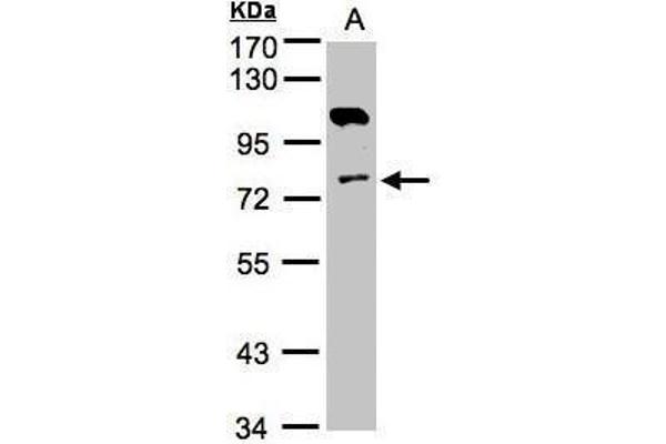 Adenylate Kinase 7 抗体
