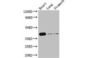 Western Blot Positive WB detected in: Mouse heart tissue, Mouse lung tissue, Mouse stomach tissue All lanes: DMRT1 antibody at 3 μg/mL Secondary Goat polyclonal to rabbit IgG at 1/50000 dilution Predicted band size: 40, 29, 19 kDa Observed band size: 40 kDa (DMRT1 antibody  (AA 195-363))
