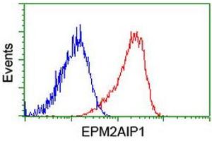 Flow cytometric Analysis of Hela cells, using anti-EPM2AIP1 antibody (ABIN2453902), (Red), compared to a nonspecific negative control antibody, (Blue). (EPM2AIP1 antibody)