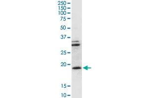 CD247 antibody  (AA 1-164)