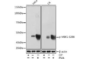 Western blot analysis of extracts of various cell lines, using Phospho-MEK1-S298 Rabbit mAb (ABIN7268634) at 1:1000 dilution. (MEK1 antibody  (pSer298))