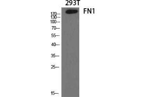 Western Blot (WB) analysis of specific cells using FN1 Polyclonal Antibody. (Fibronectin 1 antibody  (C-Term))