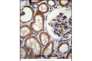 MBTPS2 Antibody (N-term) (ABIN656896 and ABIN2846095) immunohistochemistry analysis in formalin fixed and paraffin embedded human kidney tissue followed by peroxidase conjugation of the secondary antibody and DAB staining. (MBTPS2 antibody  (N-Term))