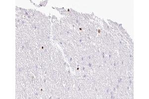 ABIN6267006 at 1/100 staining human Brain tissue sections by IHC-P.