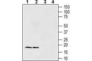 Western blot analysis of rat brain lysates (lanes 1 and 3) and mouse brain lysates (lanes 2 and 4): - 1, 2.