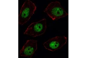 Immunofluorescence (IF) image for anti-Sorbin and SH3 Domain Containing 2 (Sorbs2) antibody (ABIN3002919) (Sorbs2 antibody)