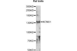 KCNU1 antibody