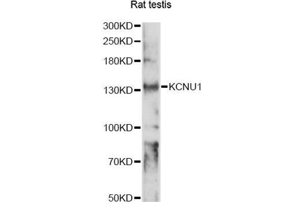 KCNU1 antibody