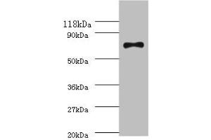 Western blot All lanes: ATP-dependent DNA helicase RecQ antibody at 2 μg/mL + DH5a whole cell lysate Secondary Goat polyclonal to rabbit IgG at 1/10000 dilution Predicted band size: 68 kDa Observed band size: 68 kDa (RECQ (AA 2-606) antibody)