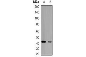 Western blot analysis of HCCR-1 expression in mouse kidney (A), mouse liver (B) whole cell lysates. (LETMD1 antibody)
