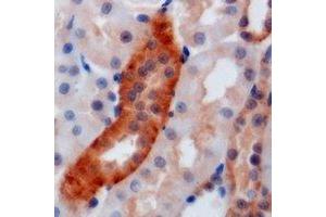 Immunohistochemical analysis of AGAT staining in mouse kidney formalin fixed paraffin embedded tissue section. (GATM antibody)