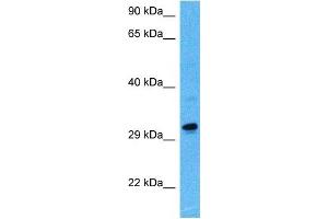 Host:  Rat  Target Name:  MAFB  Sample Tissue:  Rat Skeletal Muscle  Antibody Dilution:  1ug/ml (MAFB antibody  (N-Term))