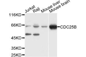 Western blot analysis of extracts of various cell lines, using CDC25B antibody. (CDC25B antibody)