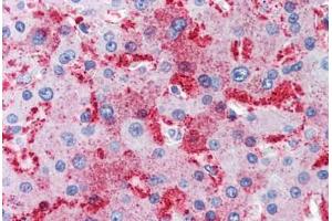 Human Liver (formalin-fixed, paraffin-embedded) stained with MUC13 antibody ABIN351431 at 10 ug/ul followed by biotinylated goat anti-rabbit IgG secondary antibody ABIN481713, alkaline phosphatase-streptavidin and chromogen. (MUC13 antibody  (Internal Region))