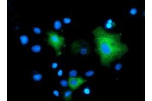 Anti-MAPK7 mouse monoclonal antibody (ABIN2454051) immunofluorescent staining of COS7 cells transiently transfected by pCMV6-ENTRY MAPK7 (RC203506). (MAPK7 antibody)