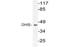 Western blot (WB) analysis of DHS antibody in extracts from 3T3 cells. (DHPS antibody)