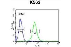 Flow cytometric analysis of K562 cells using MINPP1 Antibody (N-term) Cat. (MINPP1 antibody  (N-Term))