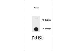 Dot Blot (DB) image for anti-SMAD Family Member 4 (SMAD4) (pThr277) antibody (ABIN3001788) (SMAD4 antibody  (pThr277))