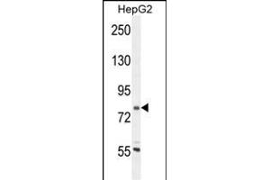 CORO7 Antibody (N-term) (ABIN654722 and ABIN2844411) western blot analysis in HepG2 cell line lysates (35 μg/lane). (Coronin 7 antibody  (N-Term))