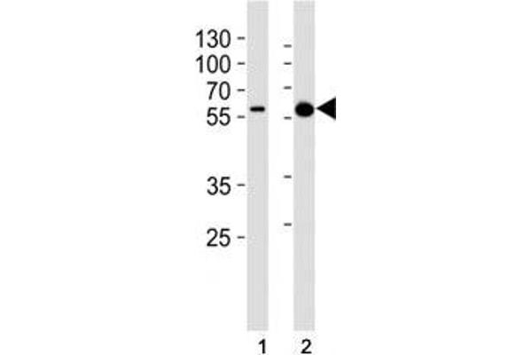 PINK1 antibody