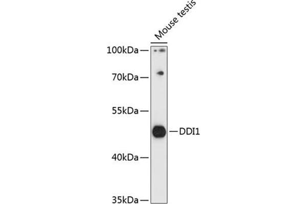 DDI1 antibody  (AA 97-396)