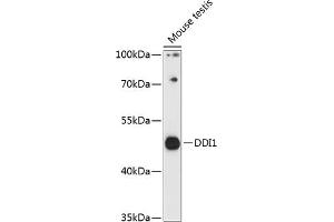 Western blot analysis of extracts of mouse testis, using DDI1 antibody (ABIN7266816) at 1:3000 dilution. (DDI1 antibody  (AA 97-396))