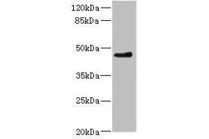 Western blot All lanes: OSGEPL1 antibody at 2.