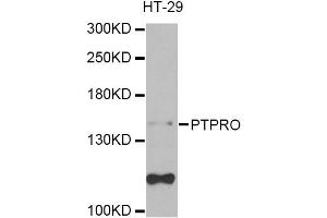 Western blot analysis of extracts of HT-29 cells, using PTPRO Antibody (ABIN2564815) at 1:1000 dilution.