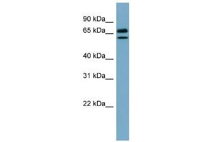 WB Suggested Anti-HSPA8 Antibody Titration:  0. (Hsc70 antibody  (N-Term))