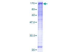 BUB1B Protein (AA 1-1050) (GST tag)