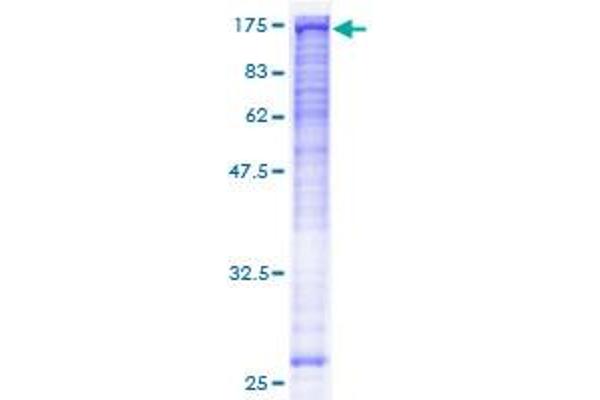 BUB1B Protein (AA 1-1050) (GST tag)