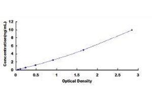 CXADR-Like Membrane Protein (CLMP) ELISA Kit