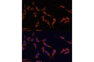 Immunofluorescence analysis of C6 cells using KSR1 Polyclonal Antibody (ABIN7268119) at dilution of 1:100 (40x lens). (KSR1 antibody  (AA 320-420))