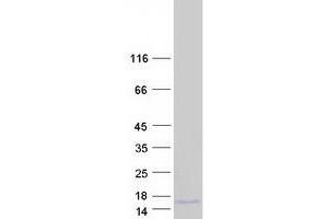 Validation with Western Blot (Amylin/DAP Protein (Myc-DYKDDDDK Tag))