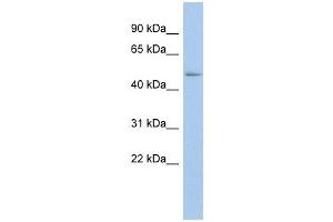 BAT1 antibody used at 1 ug/ml to detect target protein. (BAT1 antibody  (N-Term))