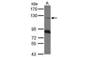 Image no. 1 for anti-Coatomer Protein Complex, Subunit beta 1 (COPB1) (AA 65-267) antibody (ABIN467583) (COPB1 antibody  (AA 65-267))