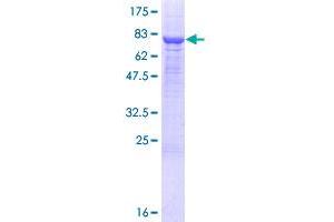 PM20D1 Protein (AA 1-502) (GST tag)