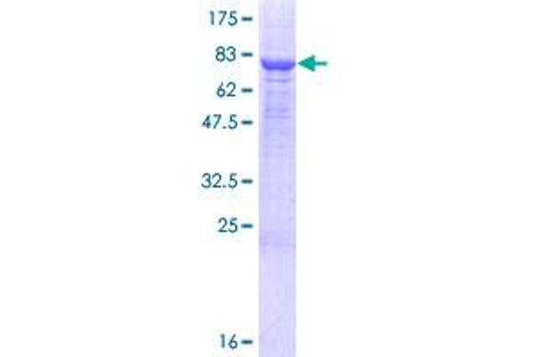 PM20D1 Protein (AA 1-502) (GST tag)