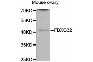 Western blot analysis of extracts of mouse ovary, using FBXO32 antibody (ABIN5997722) at 1/200 dilution.