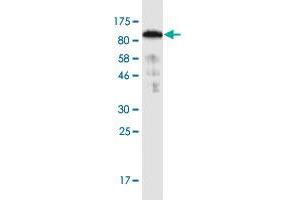 Western Blot detection against Immunogen (91. (SNX9 antibody  (AA 1-595))