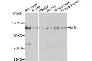 Western blot analysis of extracts of various cell lines, using MIB1 antibody (ABIN5996317) at 1/1000 dilution. (MIB1 antibody)