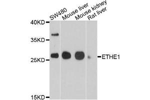 Western blot analysis of extracts of various cells, using ETHE1 antibody.