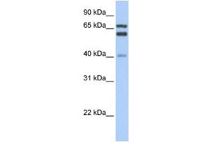 GCLC antibody  (N-Term)