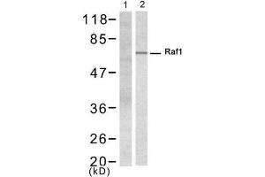 Western blot analysis of extract from 293 cell, using Raf1 (Ab-338) Antibody (E021202, Lane 1 and 2). (RAF1 antibody)