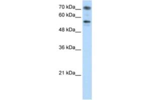 Western Blotting (WB) image for anti-Bromodomain Containing 7 (BRD7) antibody (ABIN2461841) (BRD7 antibody)