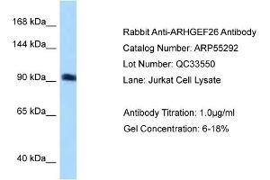 WB Suggested Anti-ARHGEF26 Antibody Titration: 0.