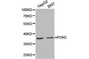 Western Blotting (WB) image for anti-Paraoxonase 2 (PON2) antibody (ABIN1874194) (PON2 antibody)